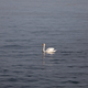 swan on lake - PhotoDune Item for Sale