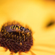 wasp on yellow flower - PhotoDune Item for Sale