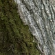 tree bark half covered with green moss. - PhotoDune Item for Sale