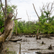 Green mangrove forest at low tide. Mangrove trees capture CO2. Net zero emissions. Blue carbon eco - PhotoDune Item for Sale