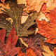 Background of autumn dry maple leaves - PhotoDune Item for Sale