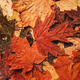 Background of autumn dry maple leaves close up - PhotoDune Item for Sale