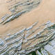Flysch buried in the sand of a beach, beautiful geological background. - PhotoDune Item for Sale