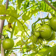 Still green tomatoes in a bunch on the branch of the tomato plant. - PhotoDune Item for Sale