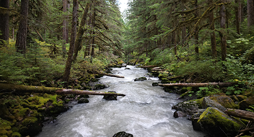 The Pacific Northwest