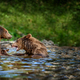 Two Wild Brown Bear play or fight  on pond in the summer forest - PhotoDune Item for Sale