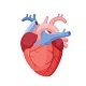Heartbeat Loop