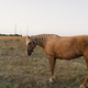 A beautiful brown horse with a braided mane is grazing in a field - PhotoDune Item for Sale