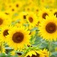 Colorful yellow field of sunflowers - PhotoDune Item for Sale