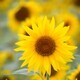 A single sunflower standing out in a field of wildflowers - PhotoDune Item for Sale