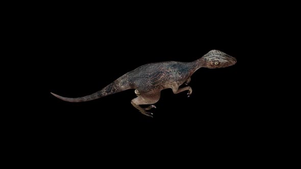 Deinonychus Walk Top View alt
