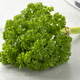 Bunch of fresh green curly leaf parsley on a cutting board - PhotoDune Item for Sale