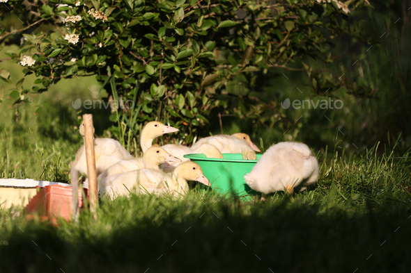 Funny domestic little yellow ducklings are drinking water from a big green plastic bowl on the green