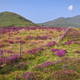 Mountains and purple flowers at Connemara National park, county Galway, Ireland  - PhotoDune Item for Sale