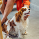 Spaniel dog waiting for its owner in a pets friendly cafe. - PhotoDune Item for Sale