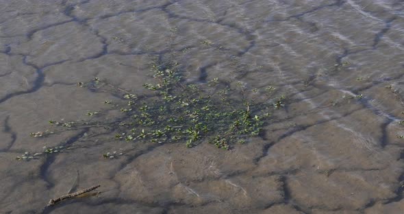 Water and Drought in the Marshes of Camargue, in the South East of France, Real Time 4K alt