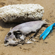 Dead Fish and Plastic Pollution on the Beach Sand - PhotoDune Item for Sale