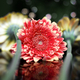 Closeup shot of beautiful red flowers background, floral banner, template  - PhotoDune Item for Sale