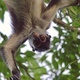 Spider monkey in a tree - PhotoDune Item for Sale