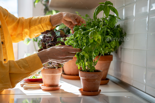 Woman takes basil leaves from plant in pot at home for prepare food hands close up