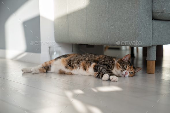 Cat under clearance couch