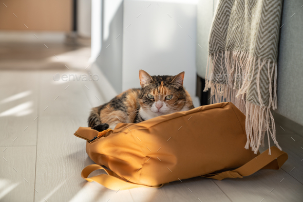 Lazy fluffy cat lies on owner backpack thrown on floor. Always find your comfortable place at home.