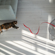 Summer heat and pet at home. Domestic cat lying on the floor, escapes from heat with help of fan. - PhotoDune Item for Sale