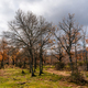 Beautiful cloudy morning in autumnal park with chestnut trees, oaks and beech trees - PhotoDune Item for Sale