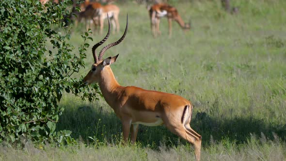 Male Impala Antelope With Huge Horns In African Savannah At Thickets alt
