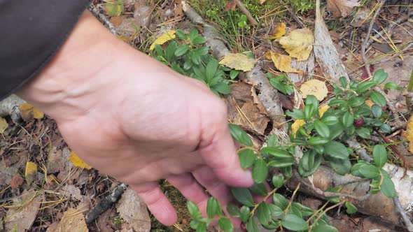 A Hand Picking the Red Berries From the Plant in Espoo Finland alt