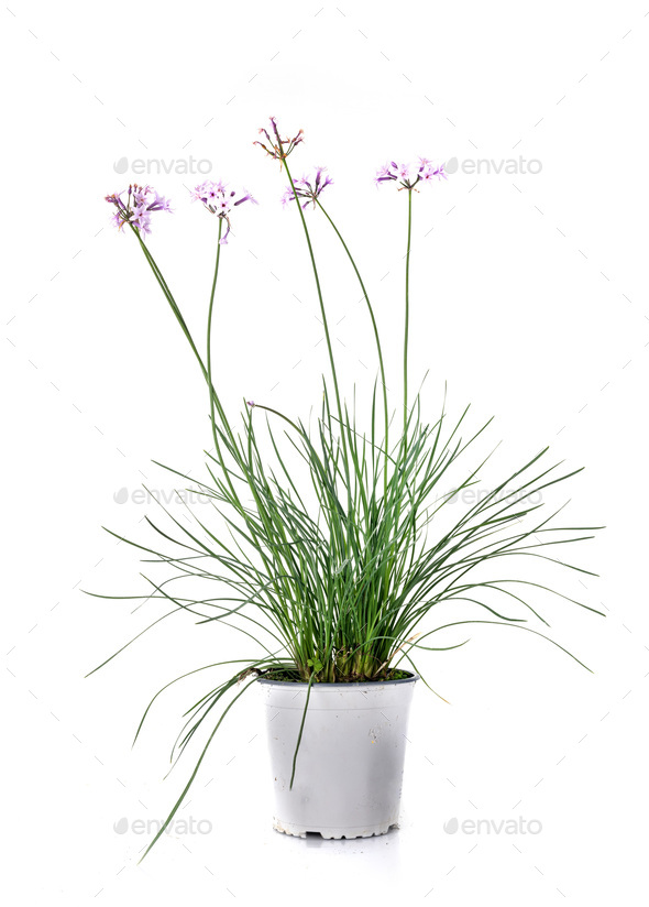 Allium roseum in studio - Stock Photo - Images