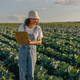Female agronomist making notes in clipboard on cabbage field during harvesting. Agricultural - PhotoDune Item for Sale