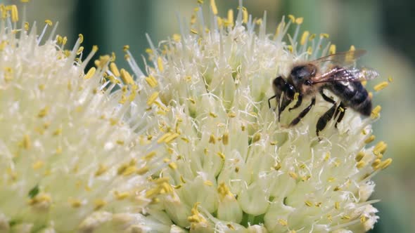 Honey bee collecting nectar and pollen