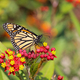 Butterfly Monarch and flowers  - PhotoDune Item for Sale