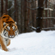 Closeup Adult Tiger in cold time. Tiger snow in wild winter nature - PhotoDune Item for Sale