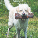 A white dog with wood in its mouth - PhotoDune Item for Sale