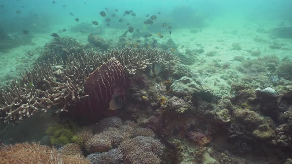 Coral Reef Tropical Fish alt