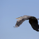 Grey heron in the wild - PhotoDune Item for Sale