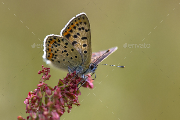 Sooty copper butterfly on dock - Stock Photo - Images