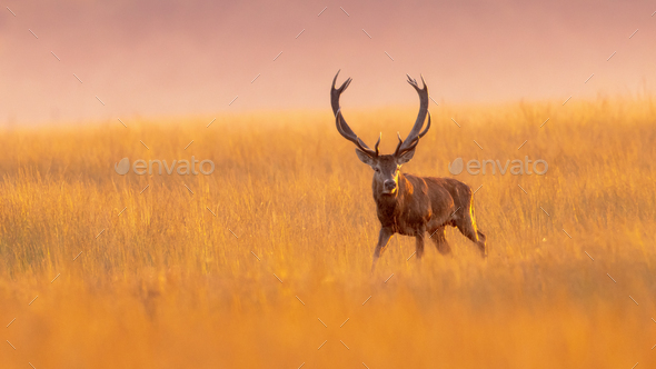 https://s3.envato.com/files/467143256/Male%20red%20deer%20displaying%20at%20sunset%20%20in%20natural%20habitat%20on%20Veluwe%20_T6A0836.jpg