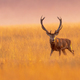 Male red deer displaying at sunset in natural habitat on Veluwe Stock Photo  by CreativeNature_nl