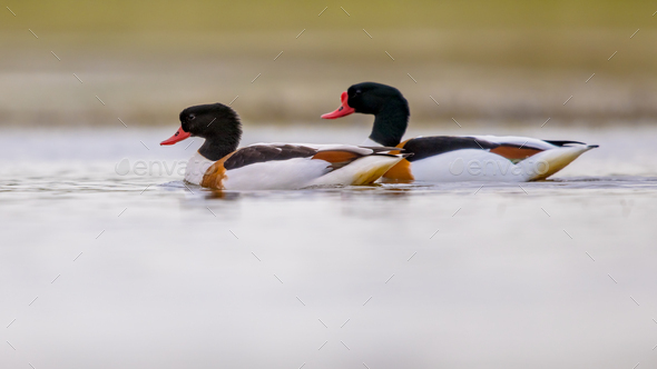 Couple of Common shelduck swimming in Wetland - Stock Photo - Images