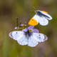 Orange tip butterflies mating - PhotoDune Item for Sale