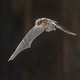 Flying Nathusius Pipistrelle Bat on bright background - PhotoDune Item for Sale