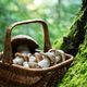 Basket with edible white mushrooms in forest - PhotoDune Item for Sale