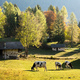 Cows in italian Dolomite Alps at summer time - PhotoDune Item for Sale