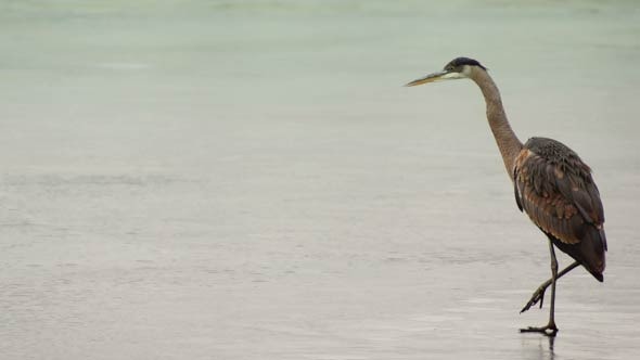 Bird Walking On Ice Flies Off