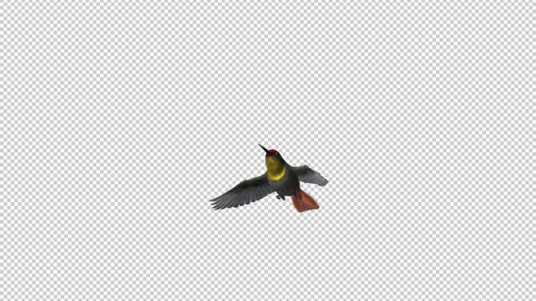 Hummingbird - Ruby Topaz - Flying Over Screen - II - Alpha Channel