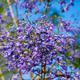 blossom Jacaranda flower  - PhotoDune Item for Sale
