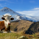 Brown cow grazing on pasture in autumn on mountain background. Concept of agriculture - PhotoDune Item for Sale